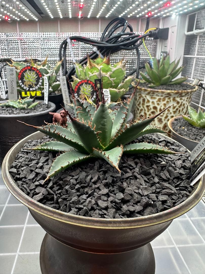 アガベ　ハイブリッド　妖炎　選抜