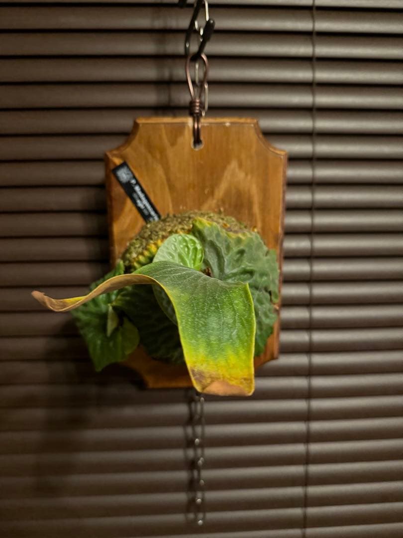 マダガスカリエンセ　子株付き　ビカクシダ