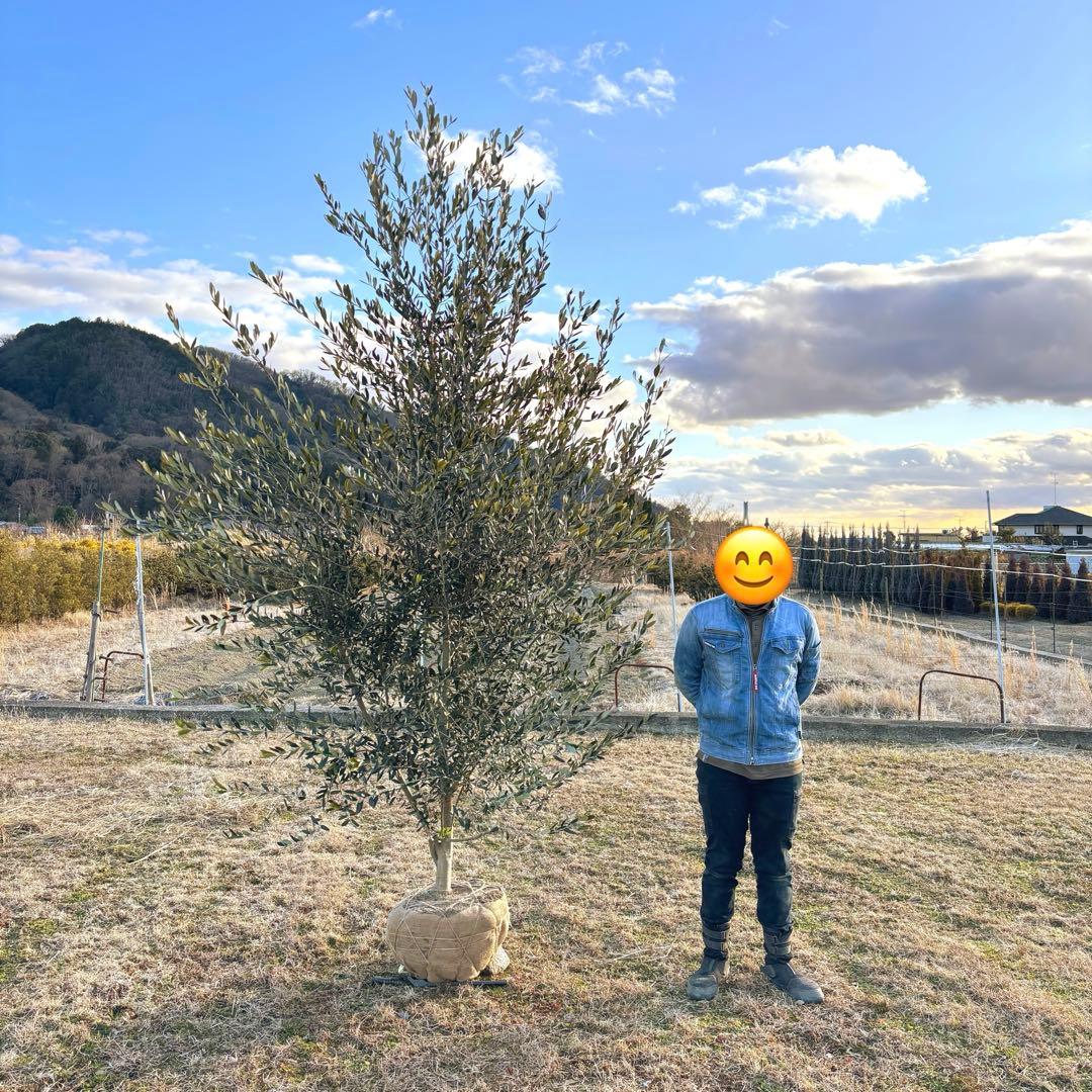 オリーブの木,た植物/観葉植物 シプレッシーノ『綺麗な樹形。全長約340㎝