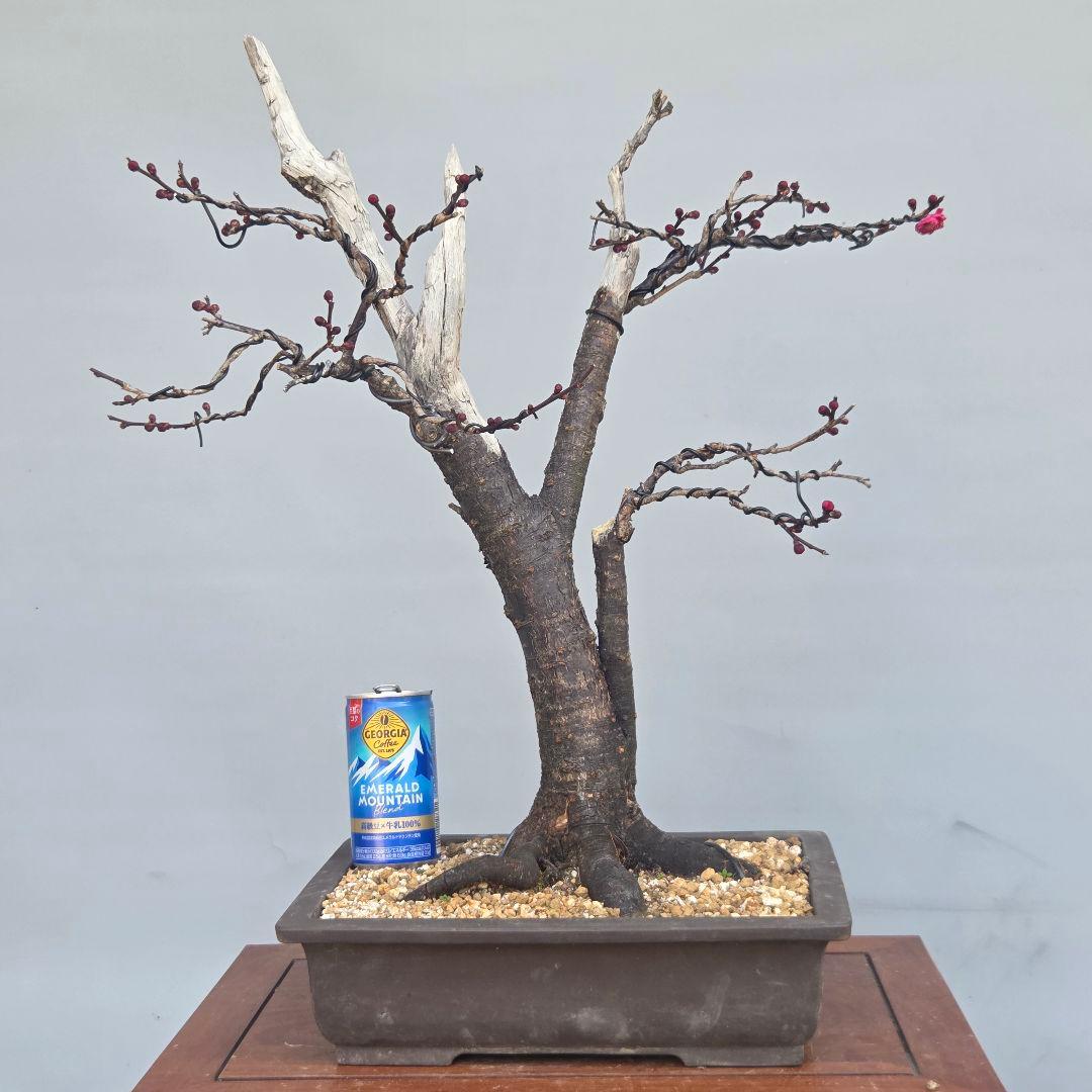 梅(鹿児島紅)　[模様木]　中品盆栽