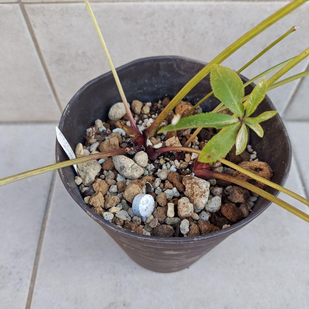 ヒ*イ様 クリスマスローズ 若泉ファーム ddライムグリーン 株分け