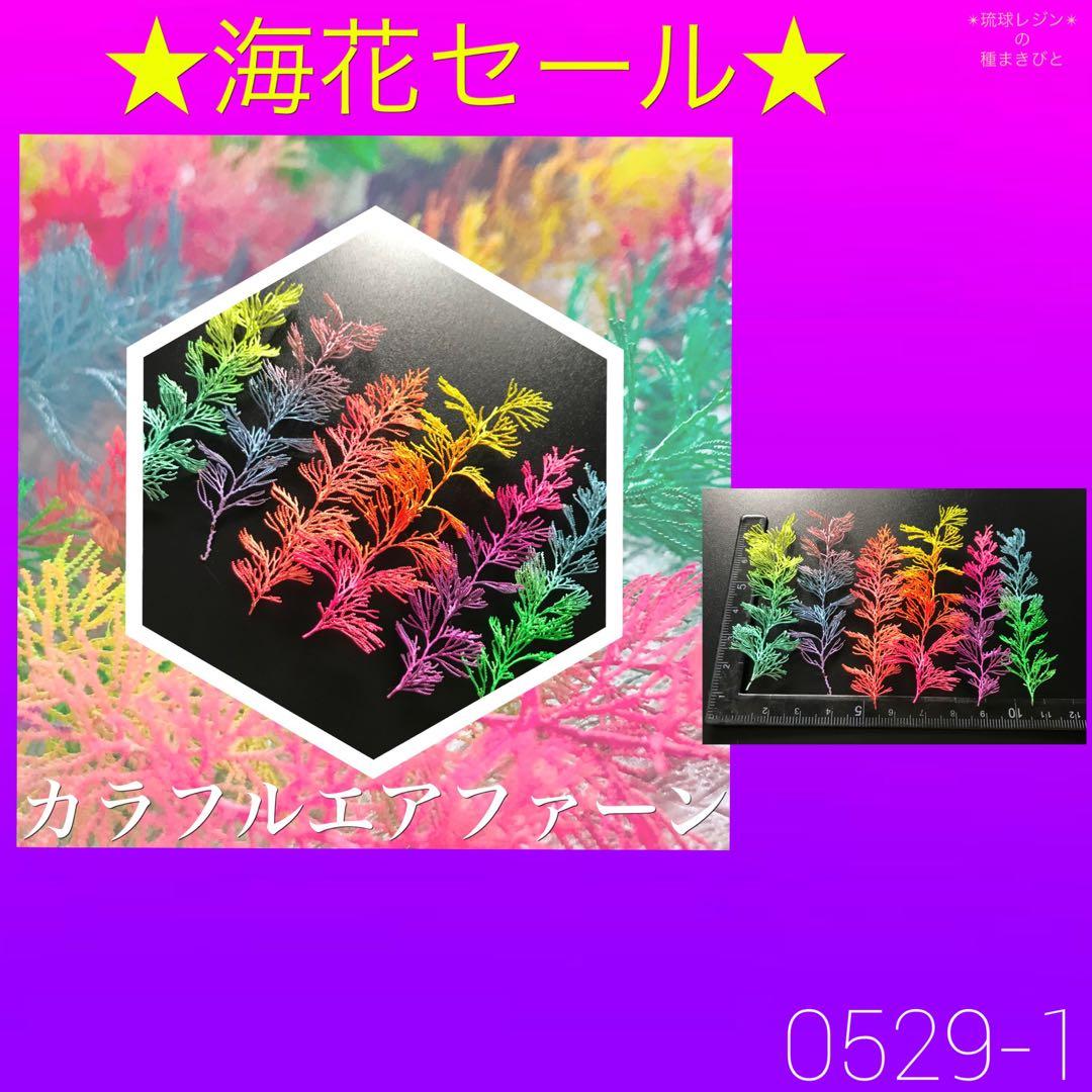 琉球*海花セール　カラフル エアファーン　0529-1