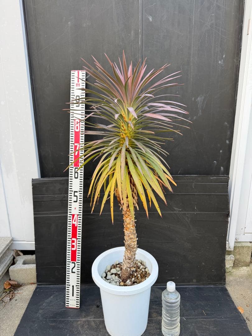 ユッカ デスメティアナ　約90cm 紫色と緑色の葉