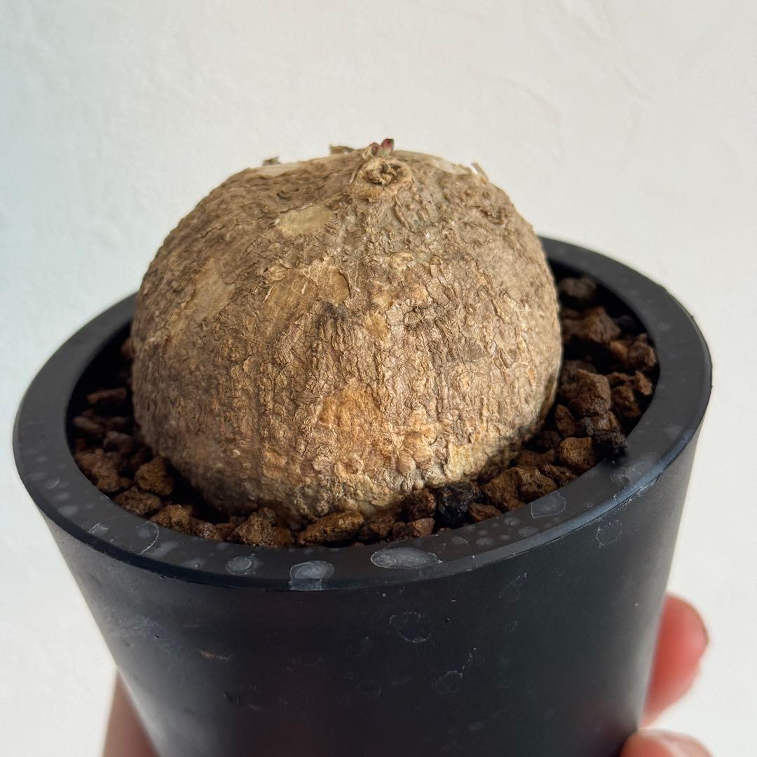 発根済アデニア・オバタ Adenia Ovata