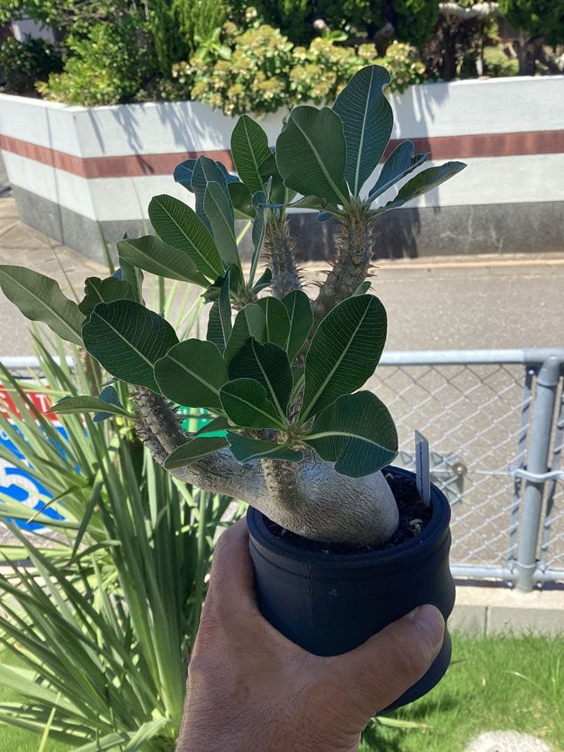 パキポディウム　グラキリス　現地球　希少型