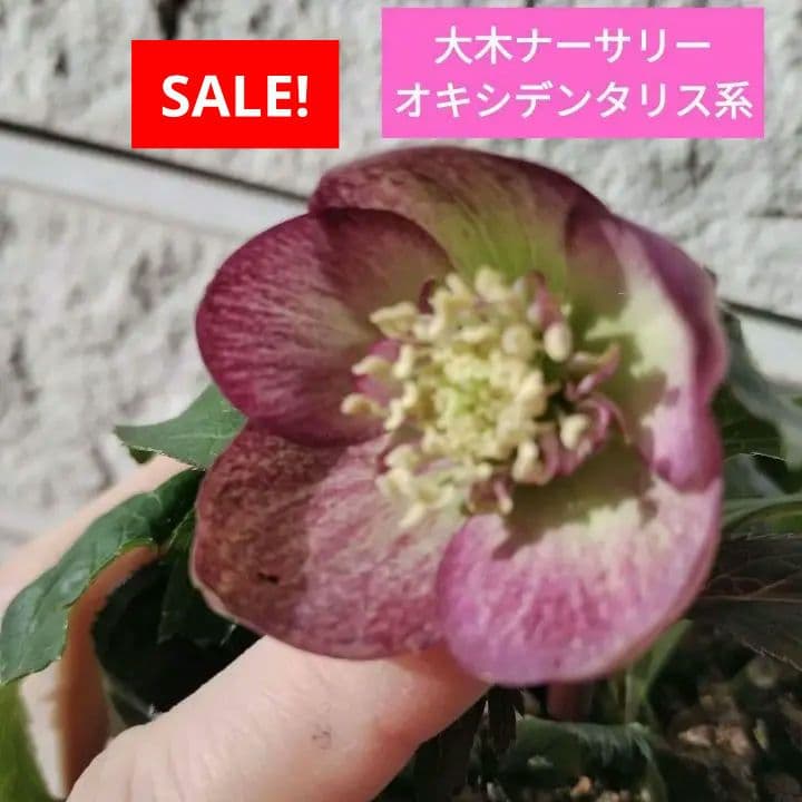 クリスマスローズ　sdオキシデンタリス　原種　交配　大木ナーサリー　バラ　苗　鉢