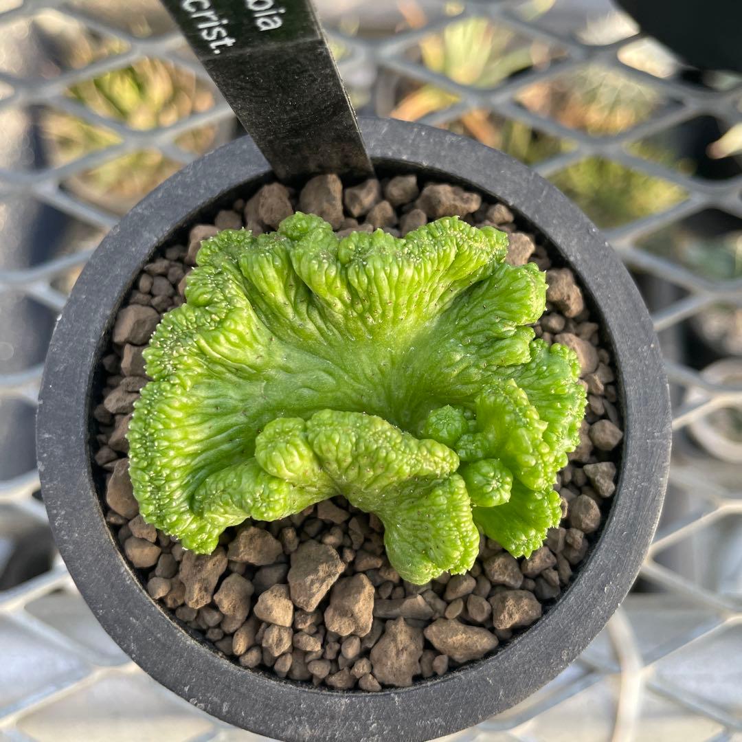 ユーフォルビア オベサ 綴化 扇タイプ 2号ブラックポット