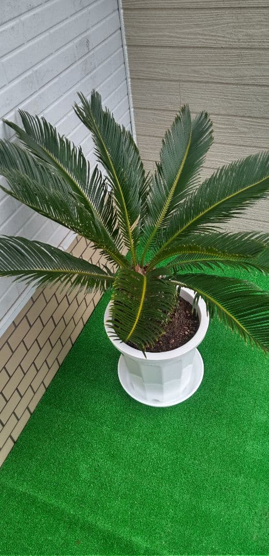 ソテツ 10号プラ鉢 幹太(ドスコイ級)高さ1.03m程(鉢底から)