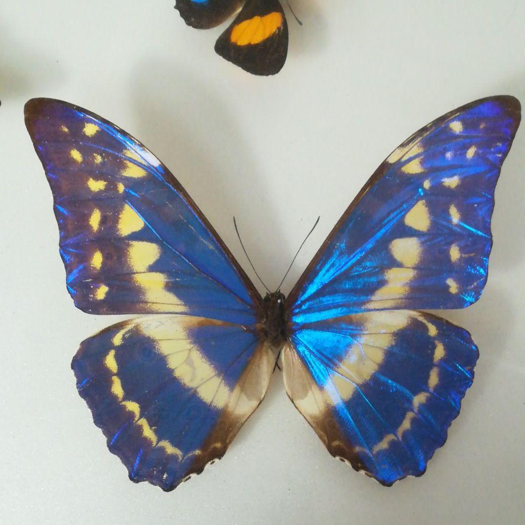 蝶　モルフォ　標本　額装　昆虫