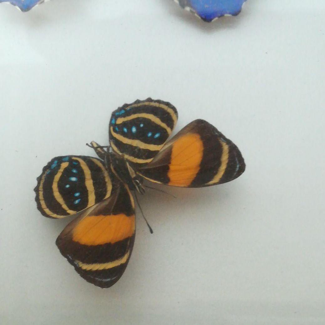 蝶　モルフォ　標本　額装　昆虫