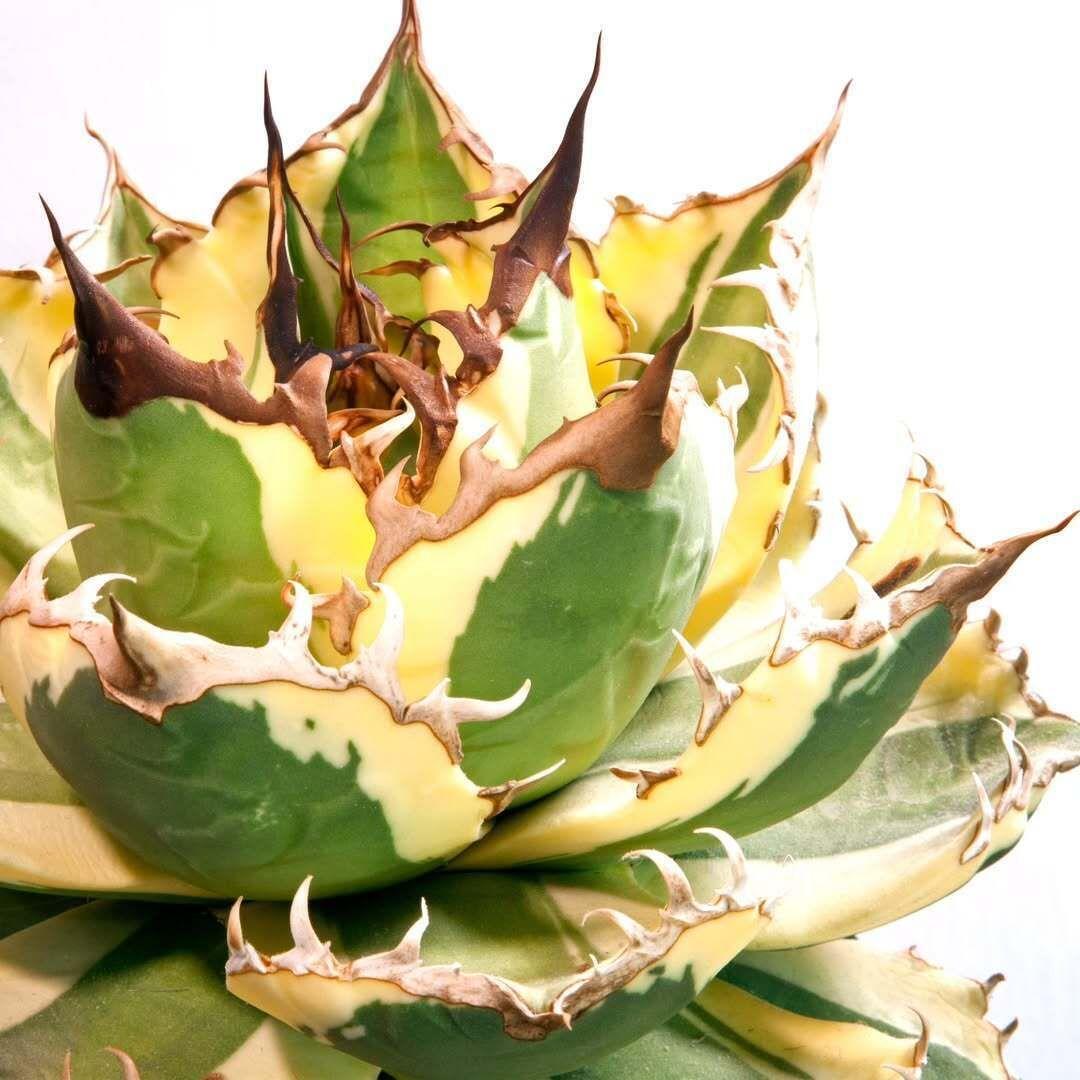 スナグルトゥース①★暴牙★カクタスグリーン産★CACTUS GREEN産