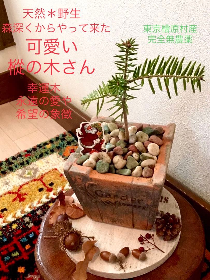 希望の象徴！幸運木【森からやって来た天然野生の可愛い樅の木さん】3年生！もみの木