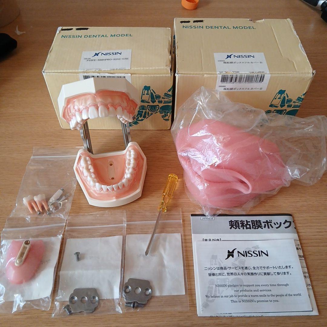 NISSIN ニッシン 額模型 歯科模型 歯科衛生士