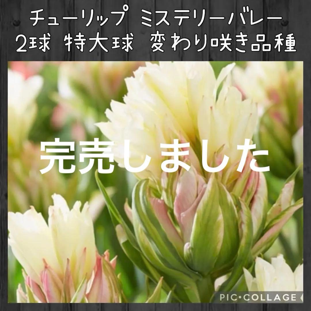 【球根】レア品種　ミステリーバレー　チューリップ　2球