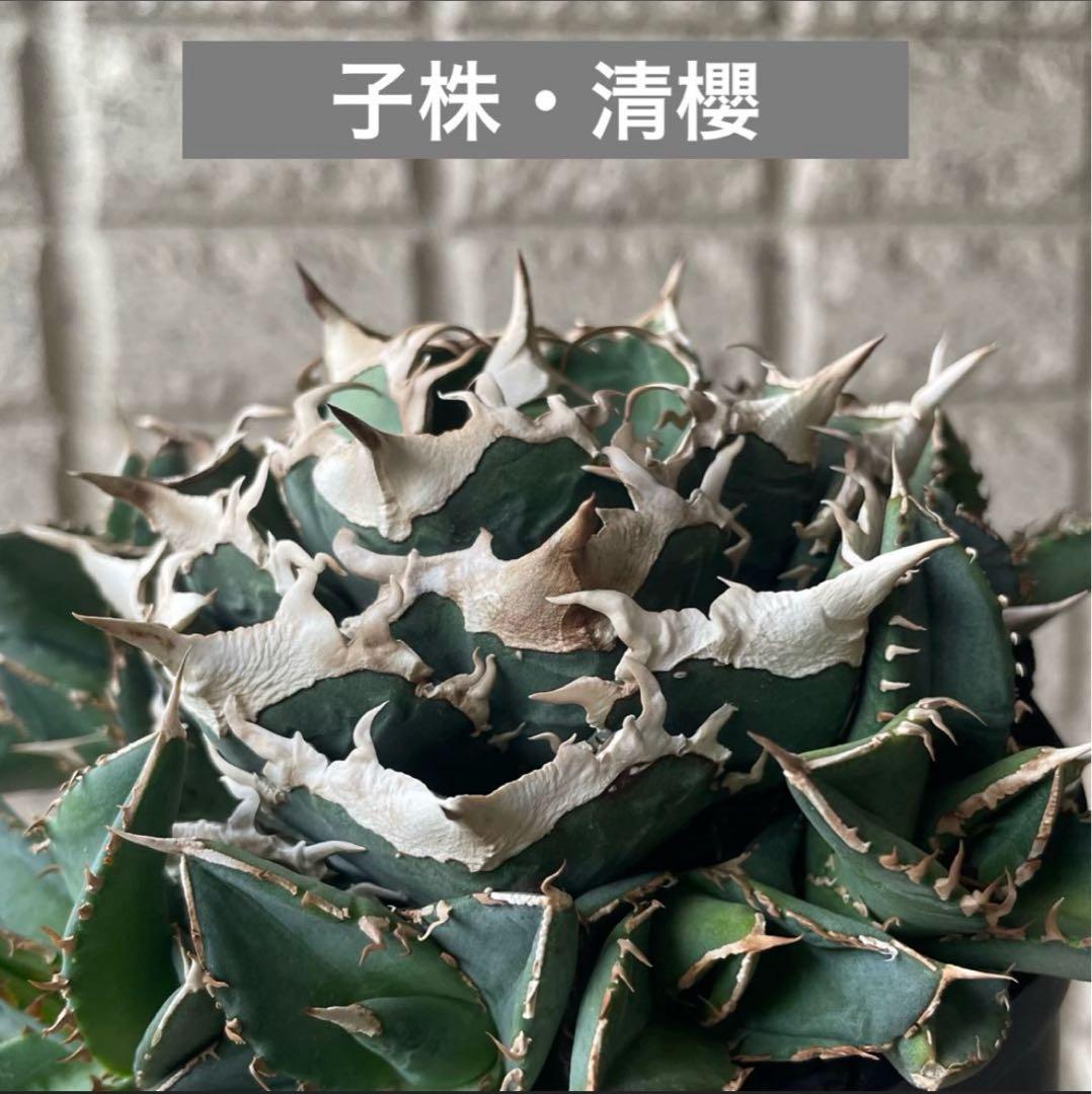 【清櫻】 Lize血統、OC直子、発根済み子株③