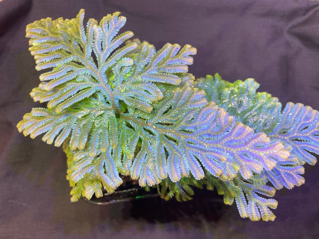 【良発色！！】★セラギネラ　サイアメンシス　株立★