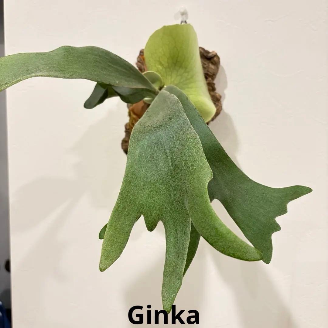 ビカクシダ　ギンカ