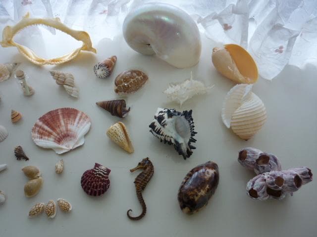 貝殻 化石 コレクション 自然インテリア まとめ売り