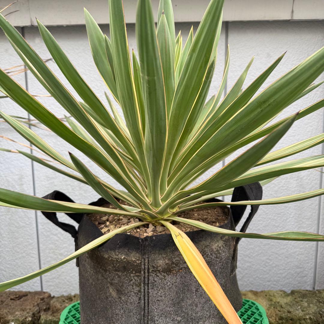 極太大株 グロリオサ バリエガータ ユッカ 観葉植物 １０号
