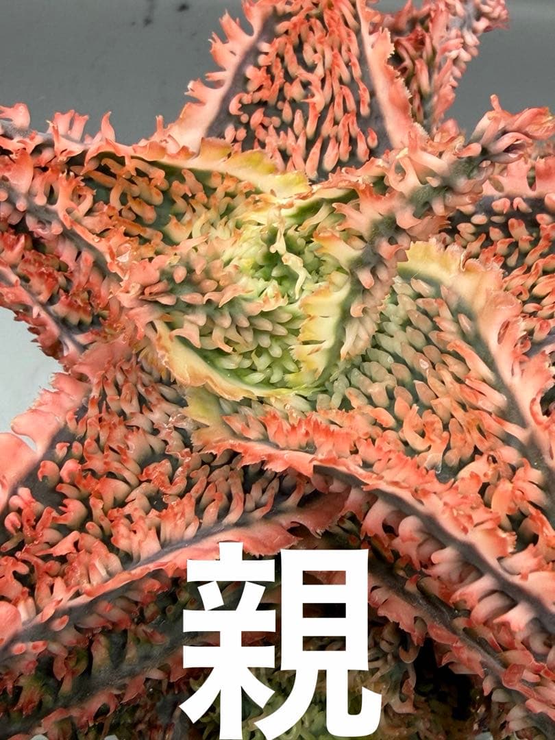 特上アロエ　ハイブリッド　Aloe hybrid 子株　第四種　Fe−16