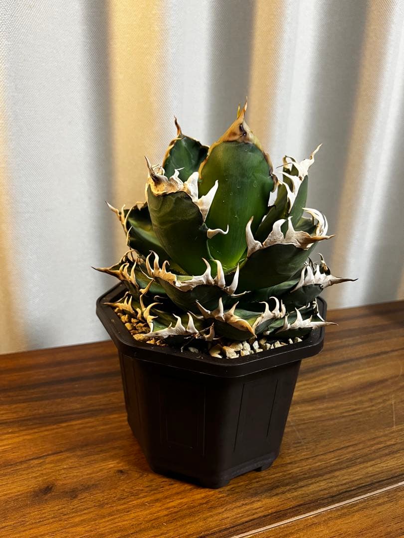 アガベ チタノタ レッドキャットウィーズル ゴリ猫