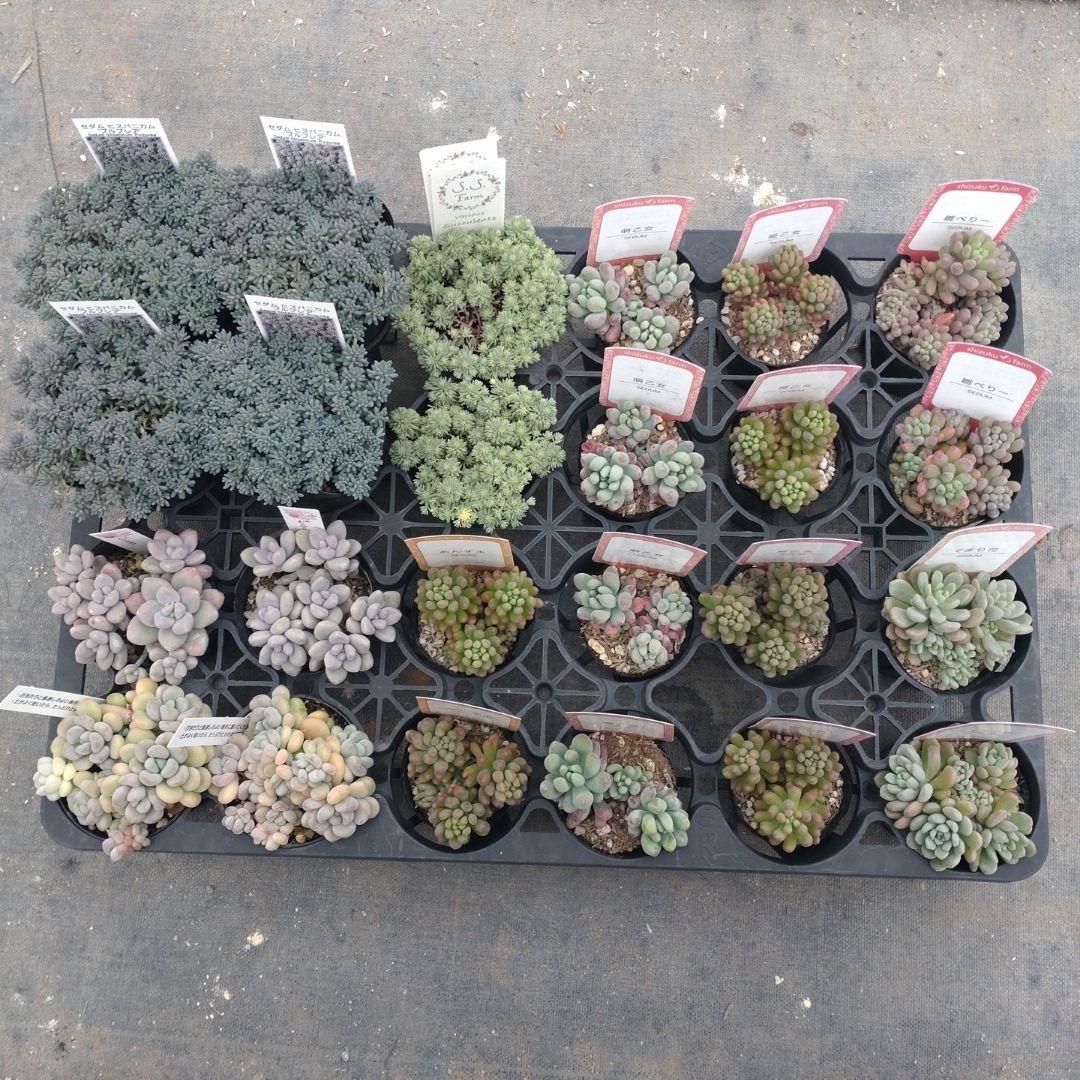 木曜発送19-21時着 でんでꕤ.·*.さん専用