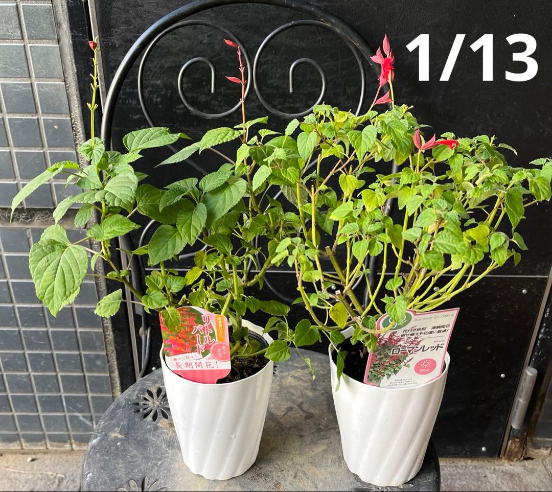 栄養系サルビア　ローマンレッドとリトルバードおしゃれな4寸鉢ごと2個 苗　植物