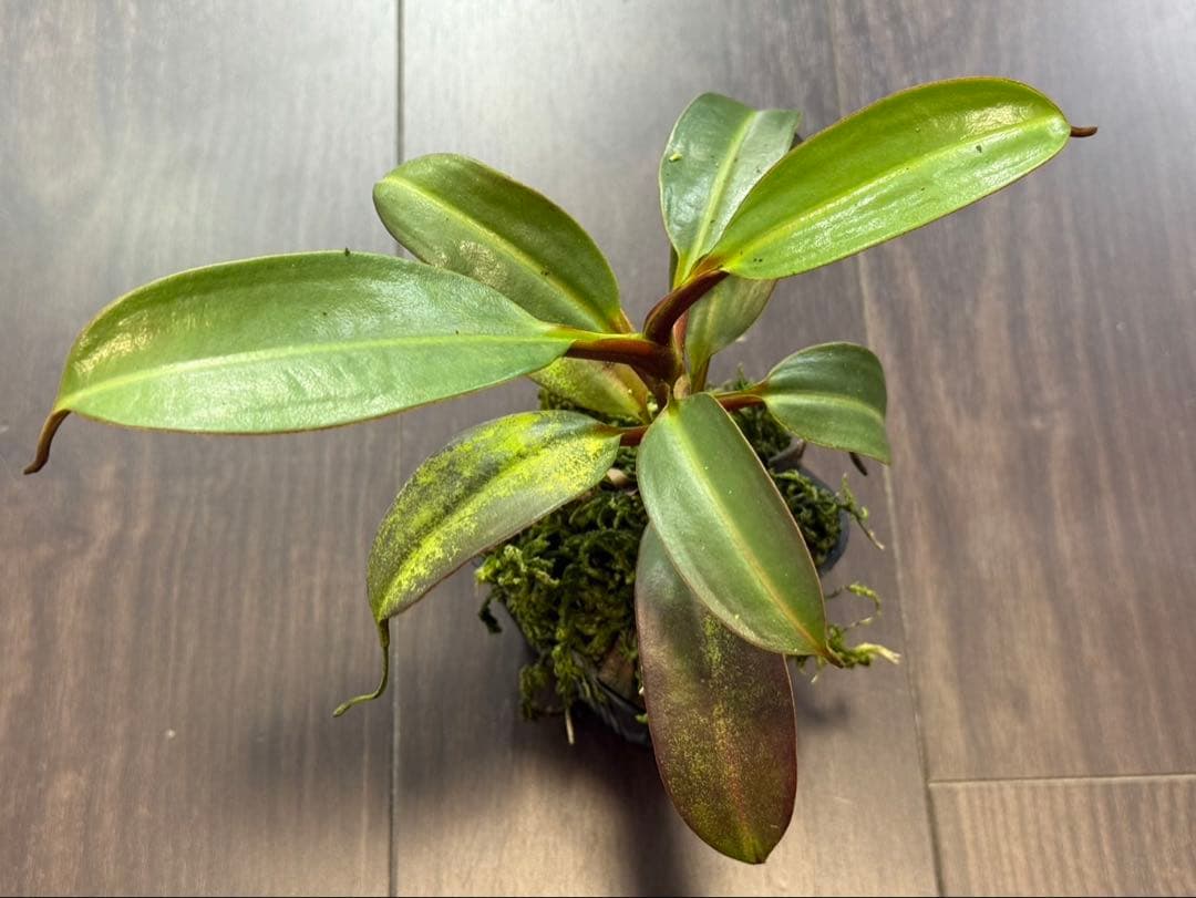 食虫植物N. edwardsiana Tambuyukon