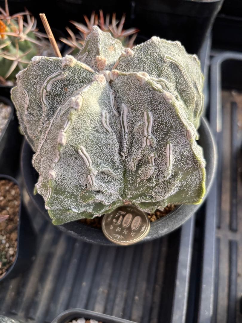 変わりランポー