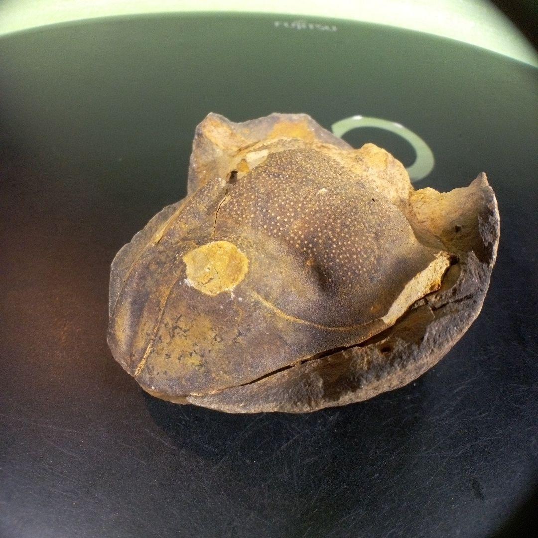 三葉虫　化石　fossil　ボリビア　trilobite　海生動物　三葉虫識別⑦