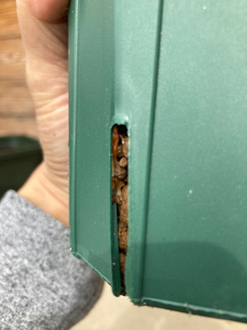 TFH 675,Gold Rush ５号ロングスリット鉢　挿し木苗　結実実績◎