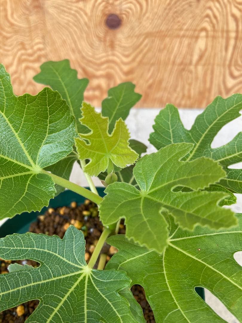 TFH 675,Gold Rush ５号ロングスリット鉢　挿し木苗　結実実績◎