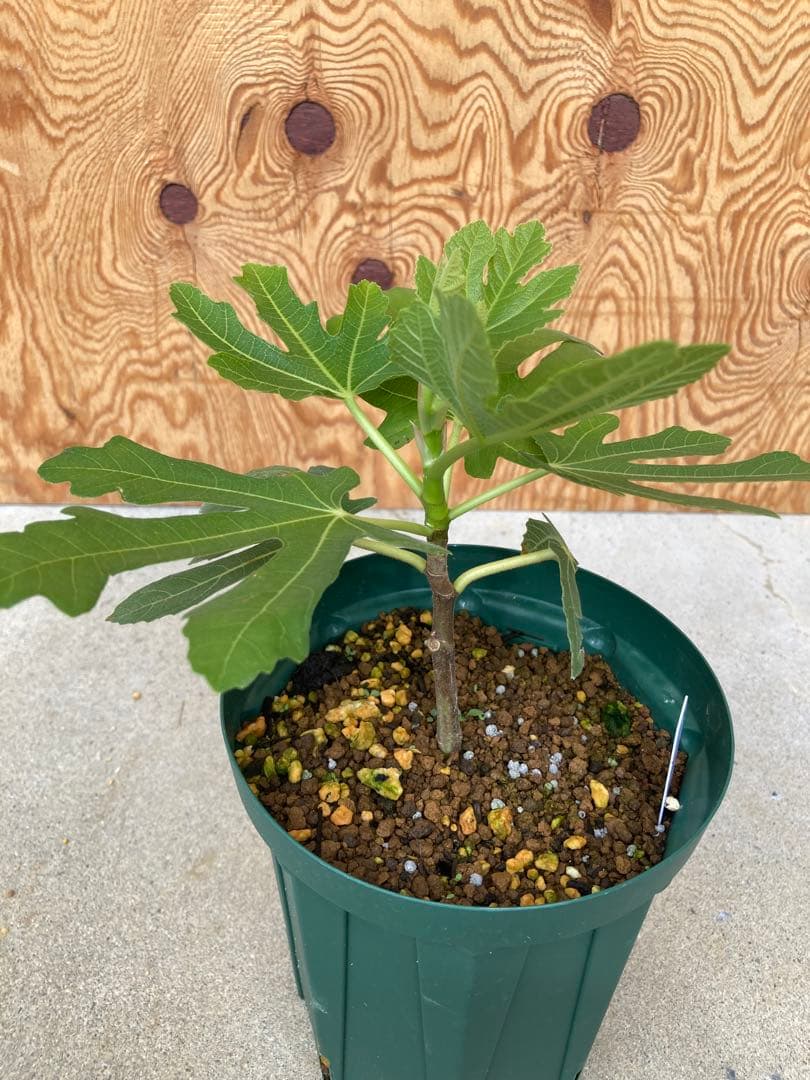 TFH 675,Gold Rush ５号ロングスリット鉢　挿し木苗　結実実績◎