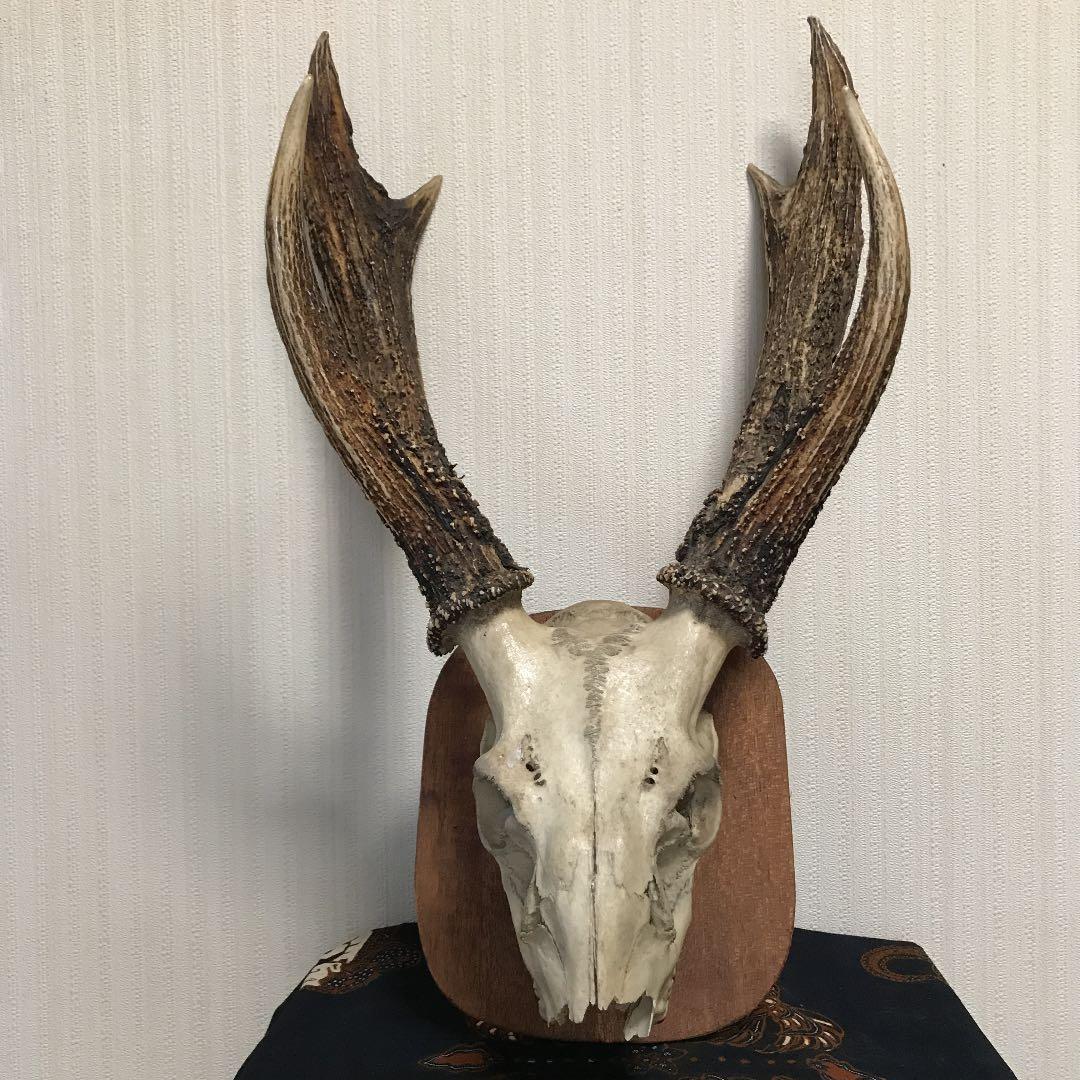 鹿の置物　天然もの