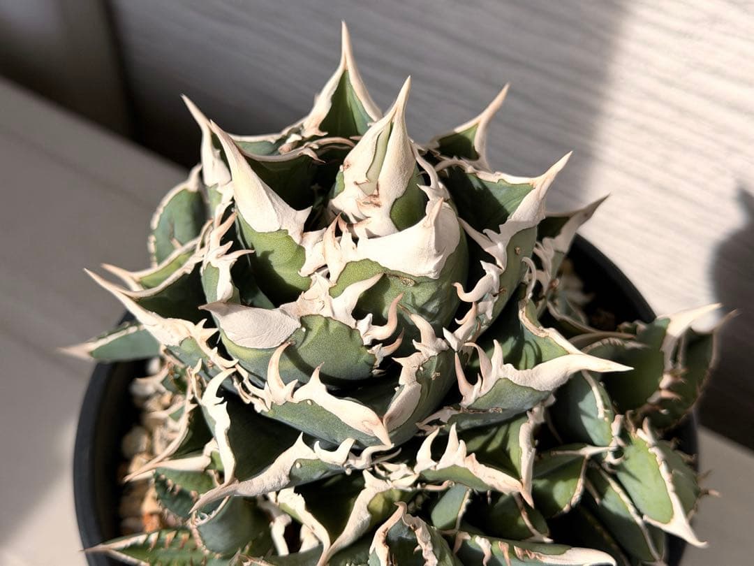 【にゃんこす様専】lize産　大白鯊ホホジロザメ群生子株10株付き　鉢ごと