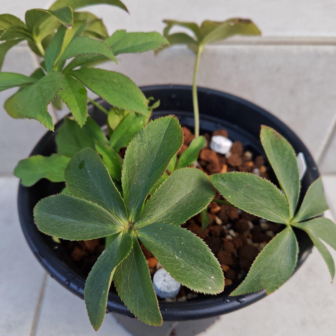 バ*カ様 クリスマスローズ 加藤農園 美黒姫 株分け