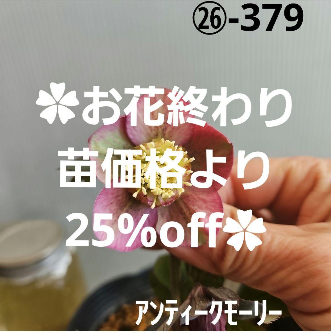 ㉖-379クリスマスローズ