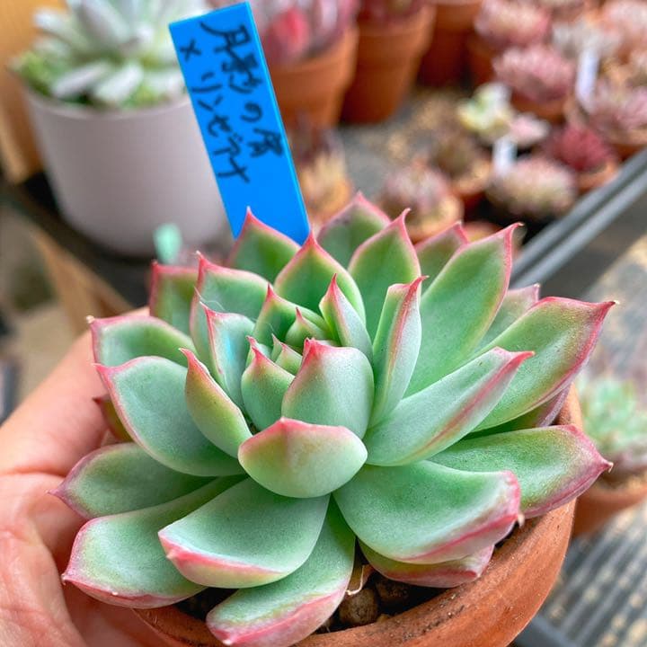 月影の宵xリンゼアナ【おらいさん苗・青札】