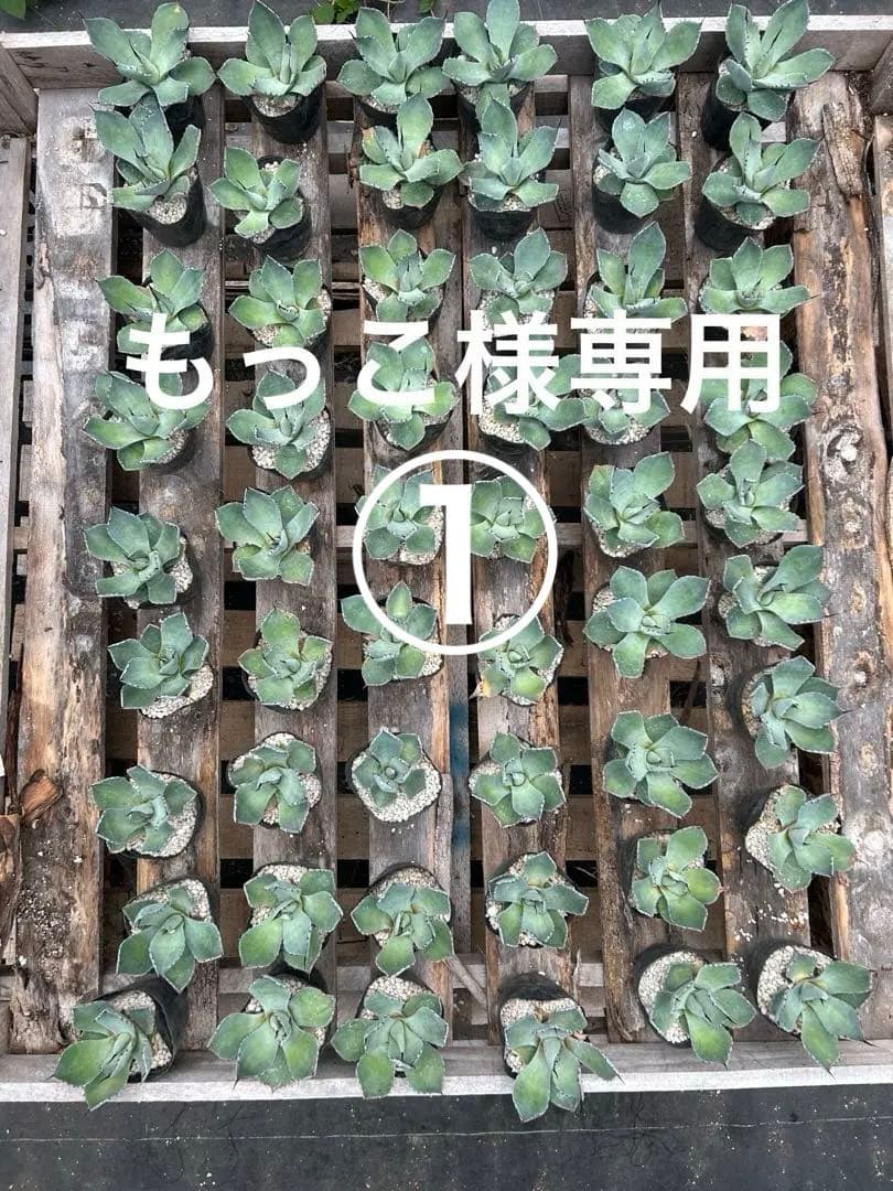 アガベパリートランカータもっこ①