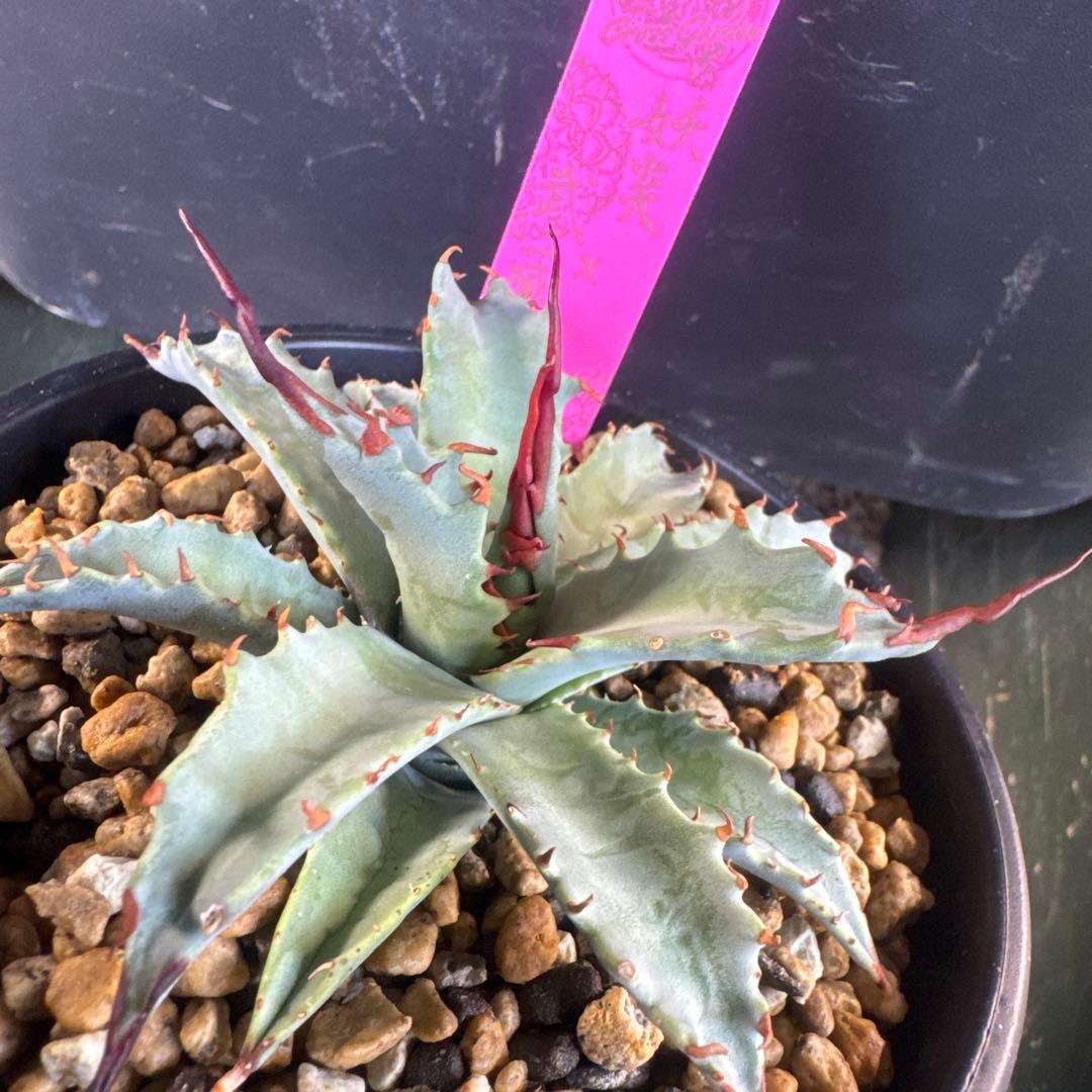 アガベ　妖炎×武蔵嚴龍　ハイブリッド限定1株　台湾輸入株