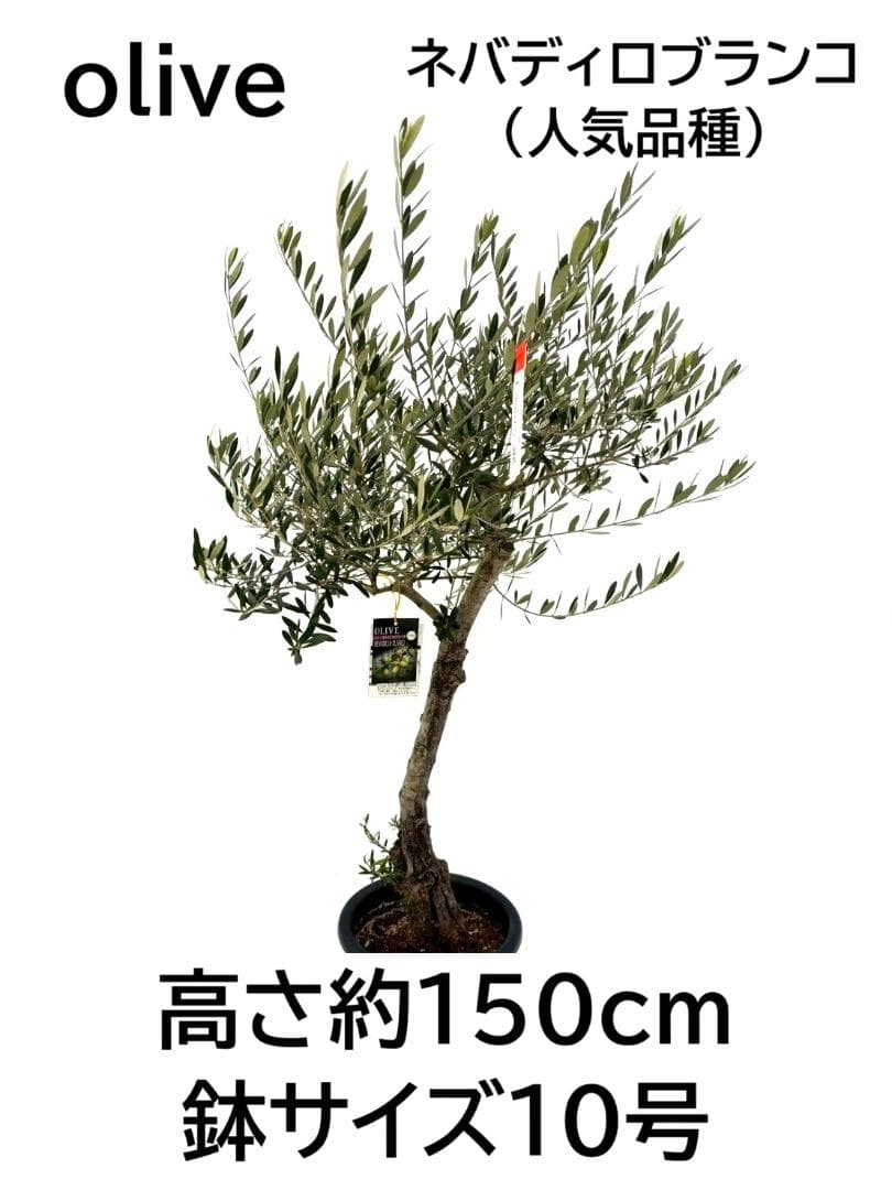 オリーブの木　古木　ネバディロブランコ　10号　約150cm　NO.835　現品