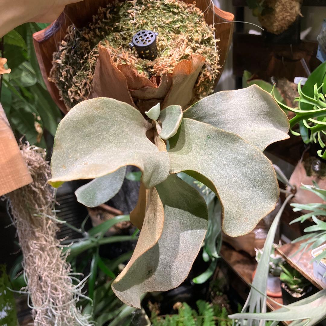 ビカクシダ　GoldPearl OC