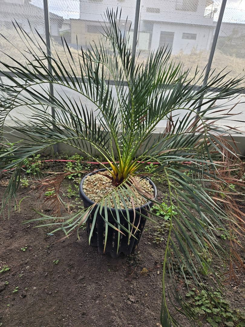 マクロザミア　ムーレイ