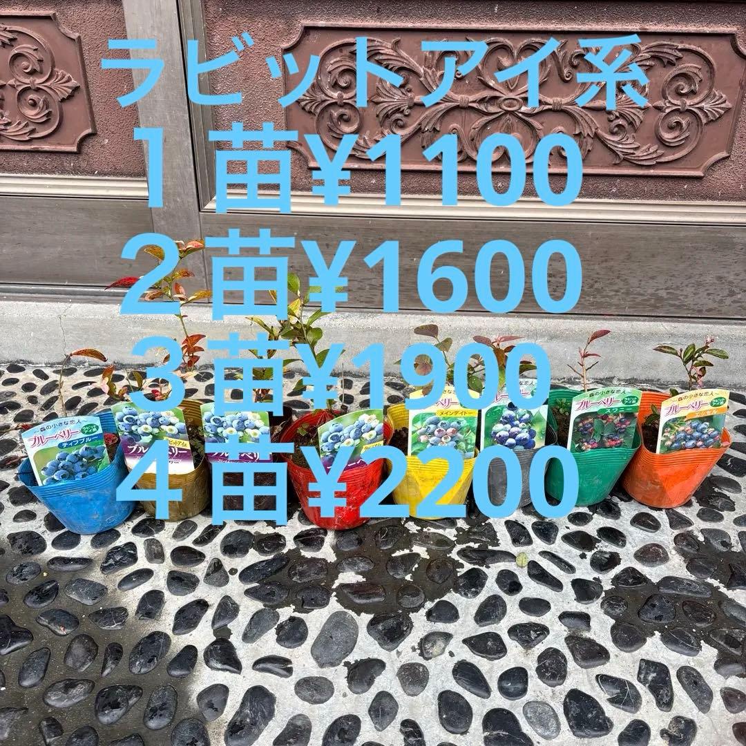 ✨ラビットアイ系ブルーベリー問い合わせ用✨