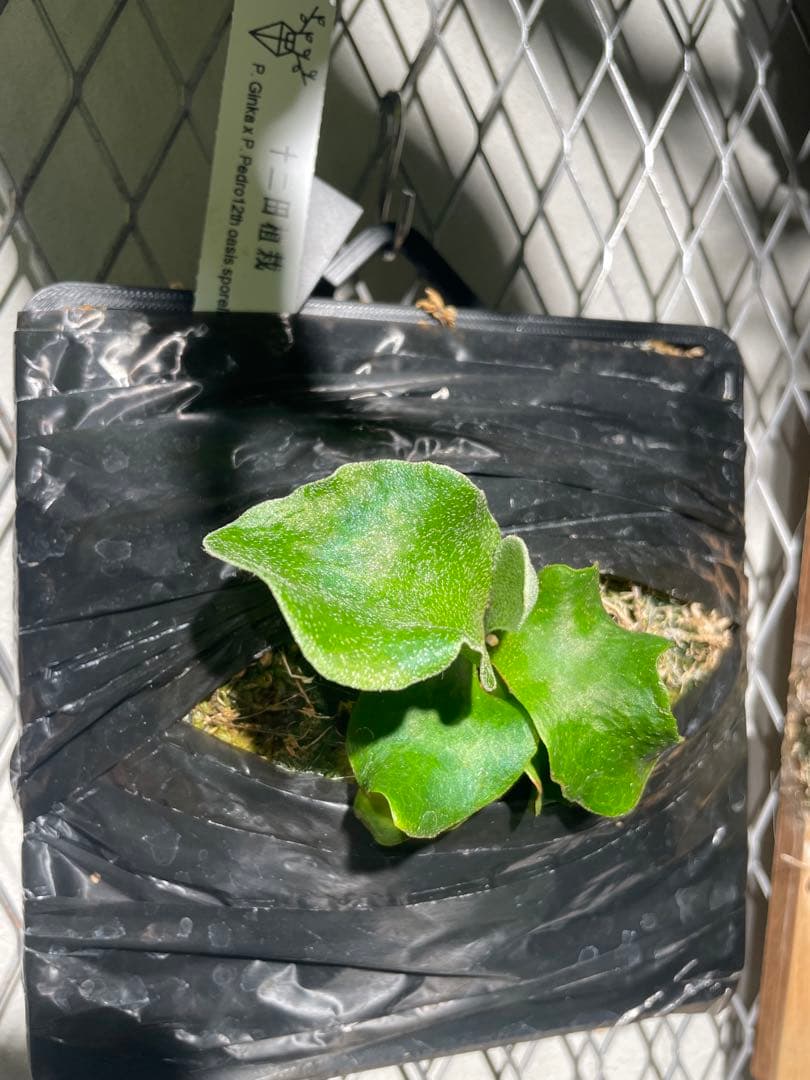 黒タグP. Ginka × P. Pedro sporelings ビカクシダ