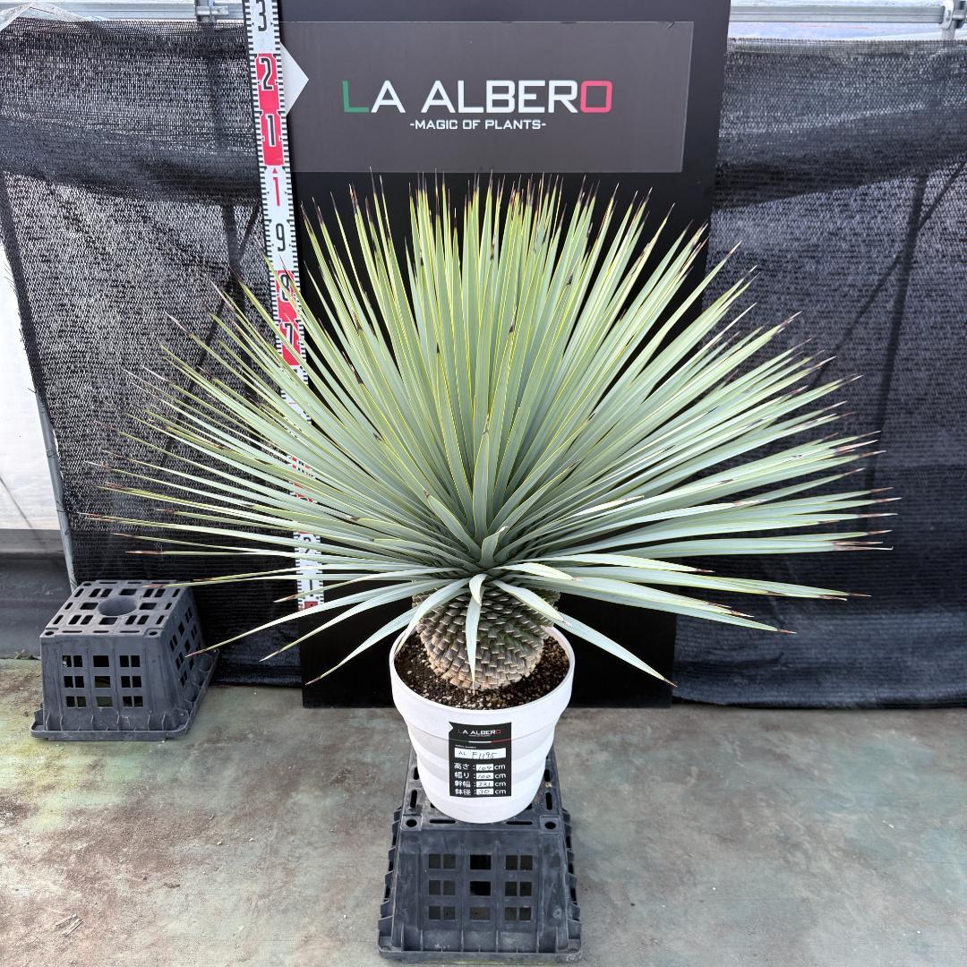 【AL-F1195】ユッカ　ロストラータ　超美形　超極太　シルバーブルー