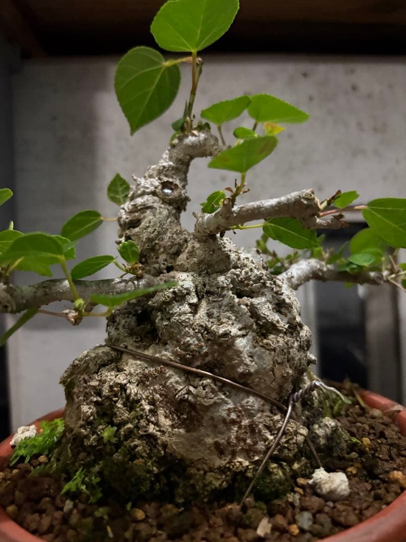 専用　オオハマボウ　小品盆栽　太幹　ハート型の葉