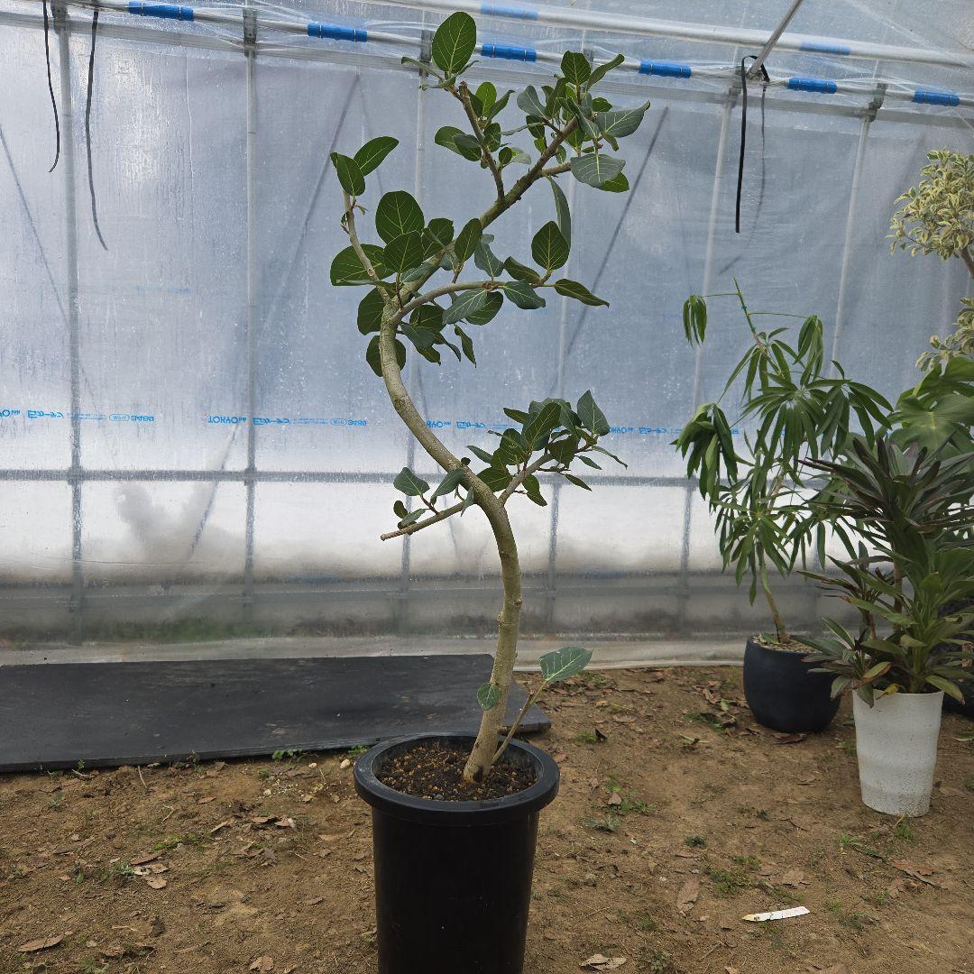 ⑭　フィカス　ベンガレンシ　曲がり仕立て「螺旋」8号　特大苗木最高等級極上品‼️