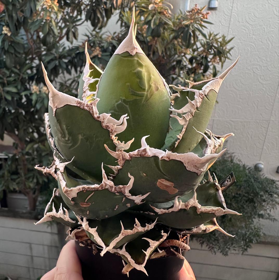 アガベ　チタノタ　狼人　大株