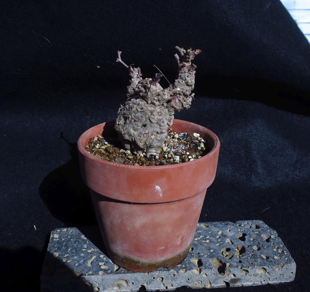 五葉あけび　アケビ　太幹　小品盆栽